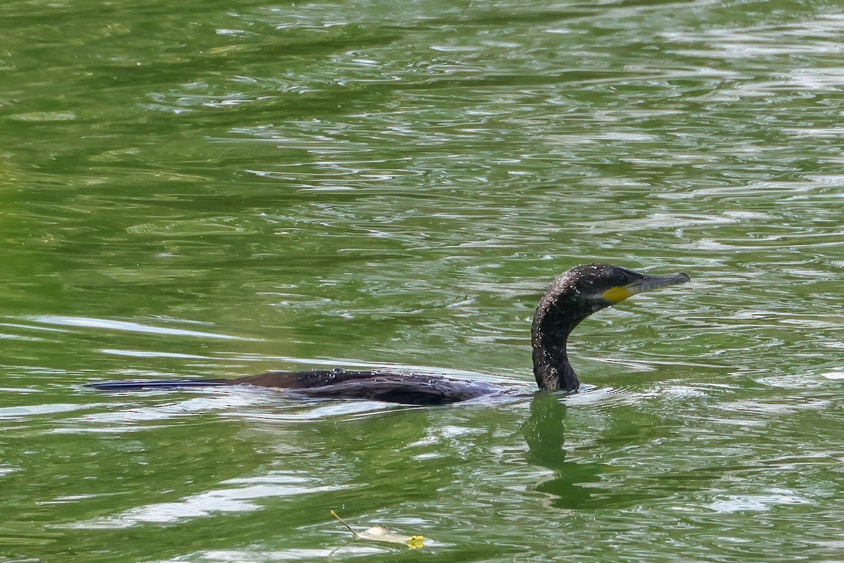 Neotropic Cormorant - ML644717251