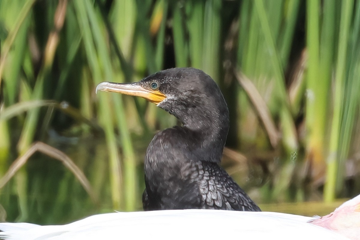 Neotropic Cormorant - ML644717254