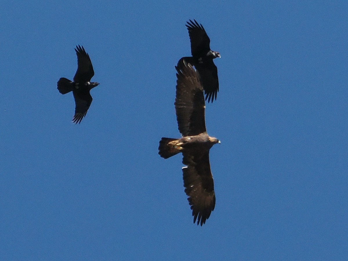 Golden Eagle - ML644717256