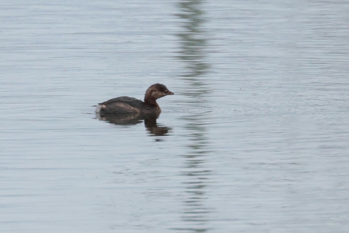 potápka americká - ML644717258