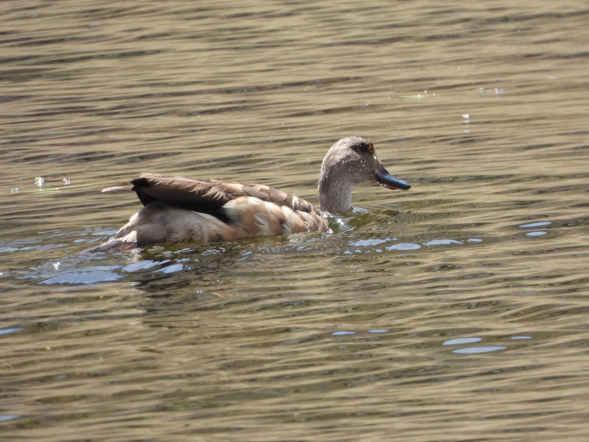 kachna vlasatá - ML644717270