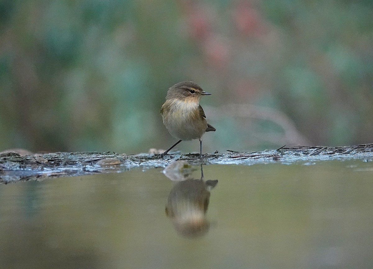 Pouillot véloce - ML644717272
