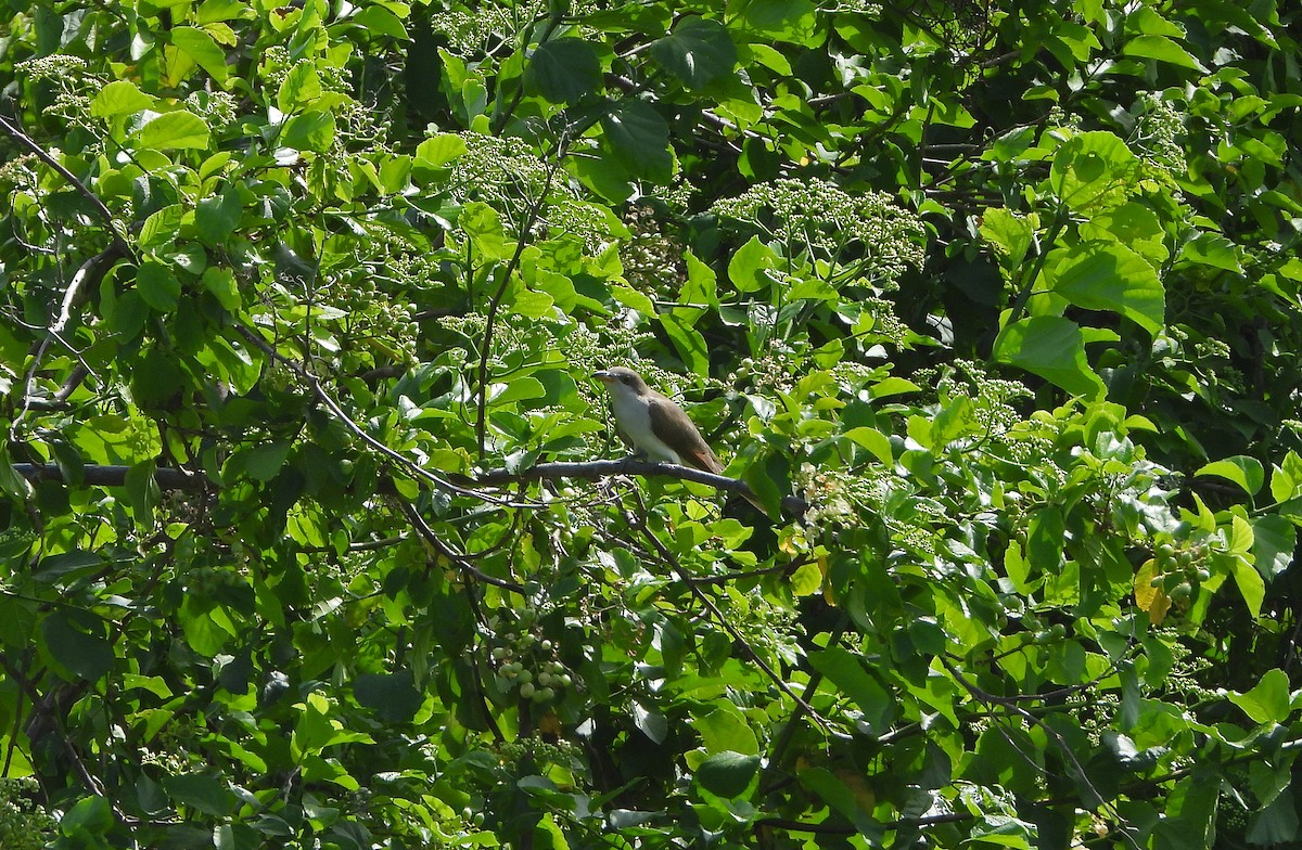 Yellow-billed Cuckoo - ML644717273
