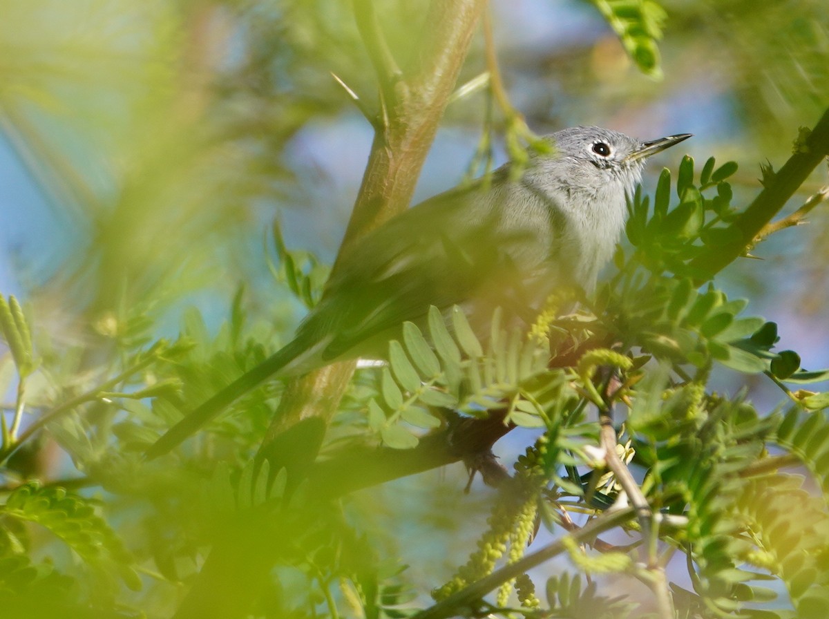Голубая комароловка - ML644717277