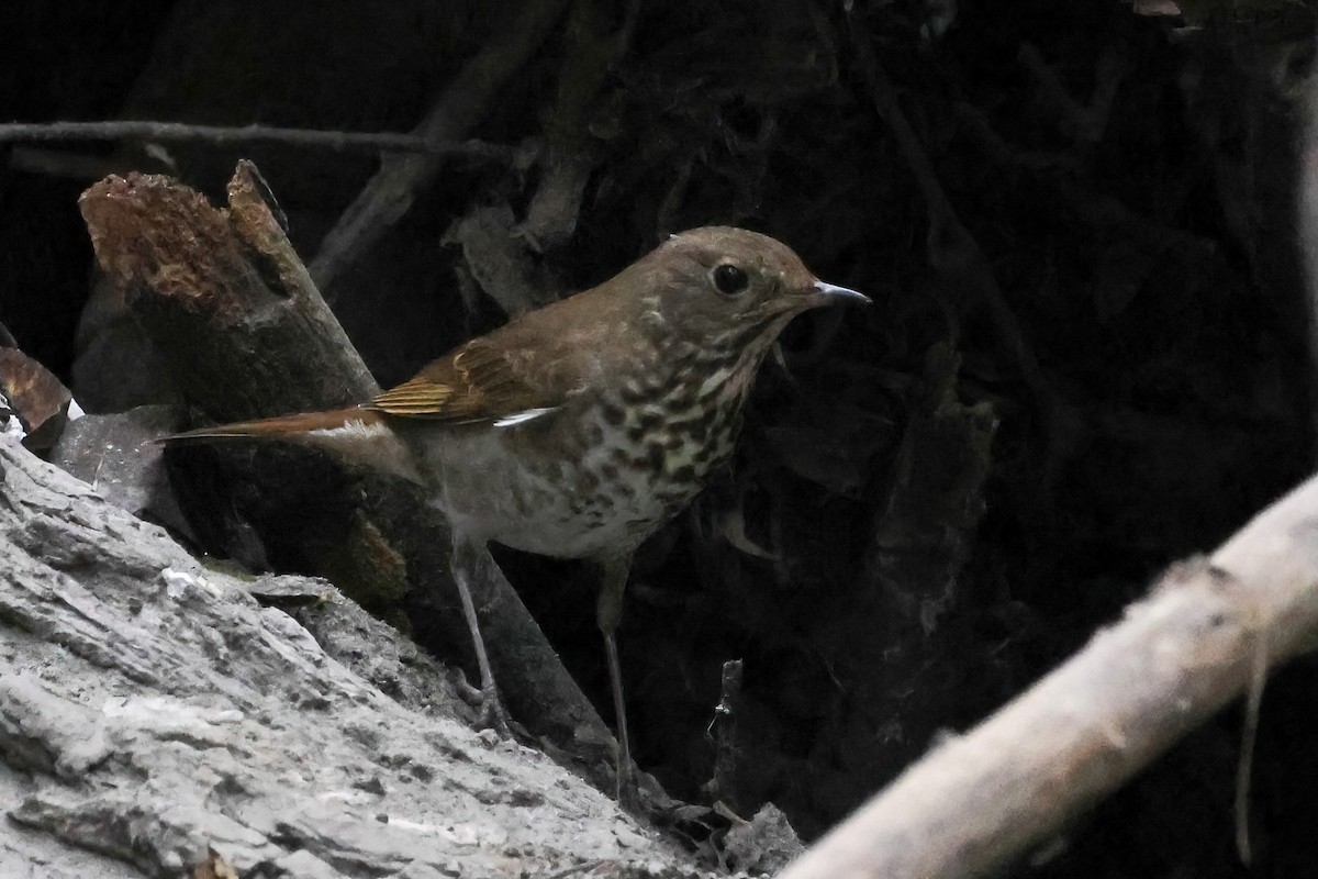 Hermit Thrush - ML644717280