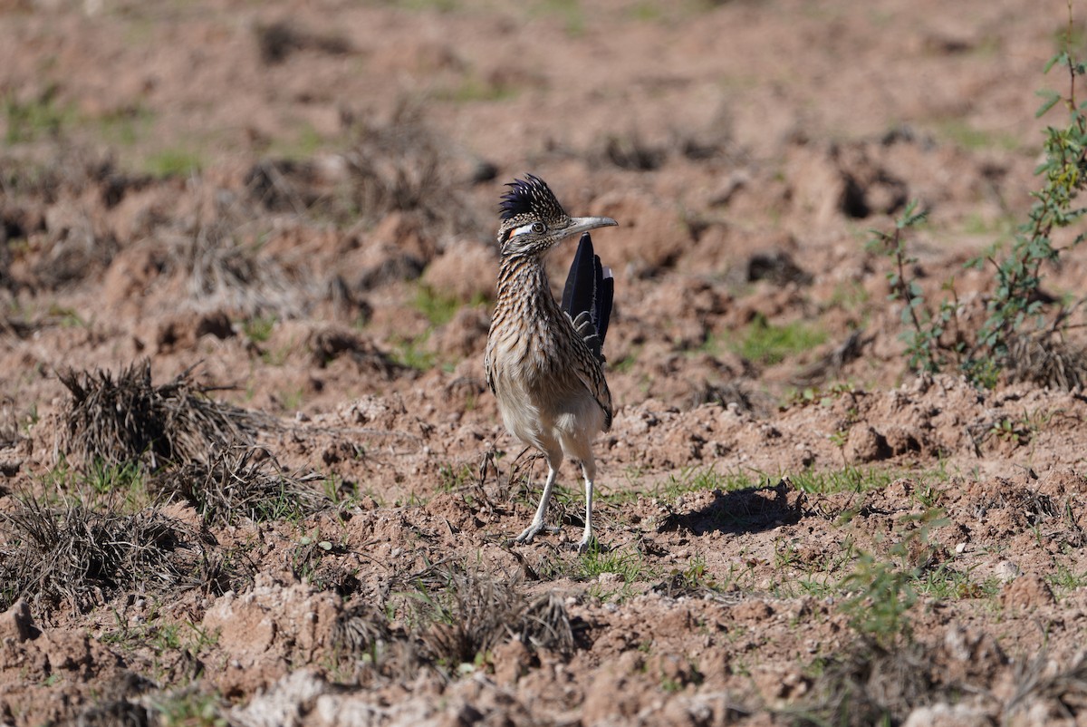 kukačka kohoutí - ML644717288