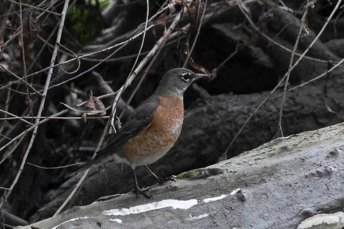 drozd stěhovavý - ML644717290