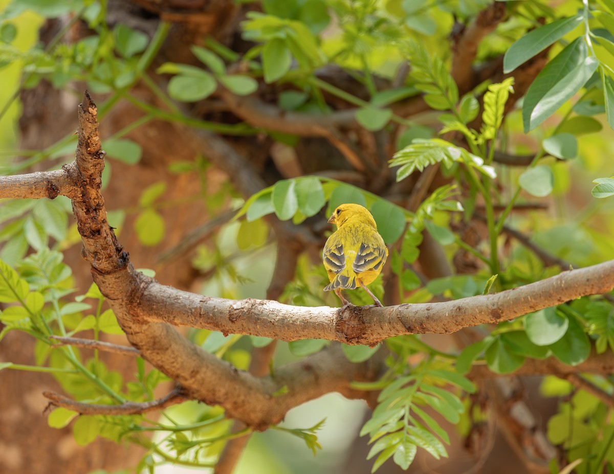 Saffron Finch - ML644717292