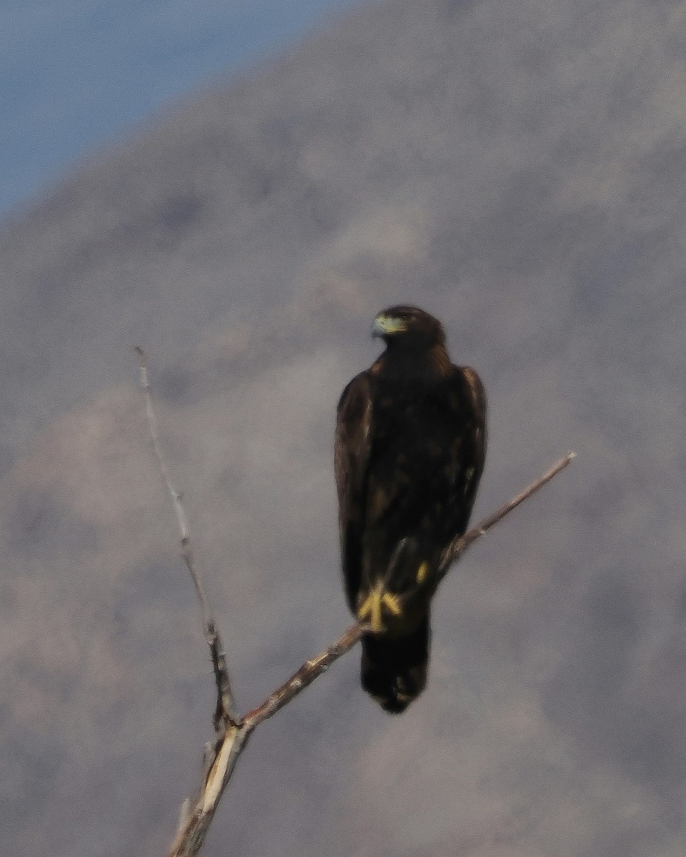 orel skalní - ML644717295