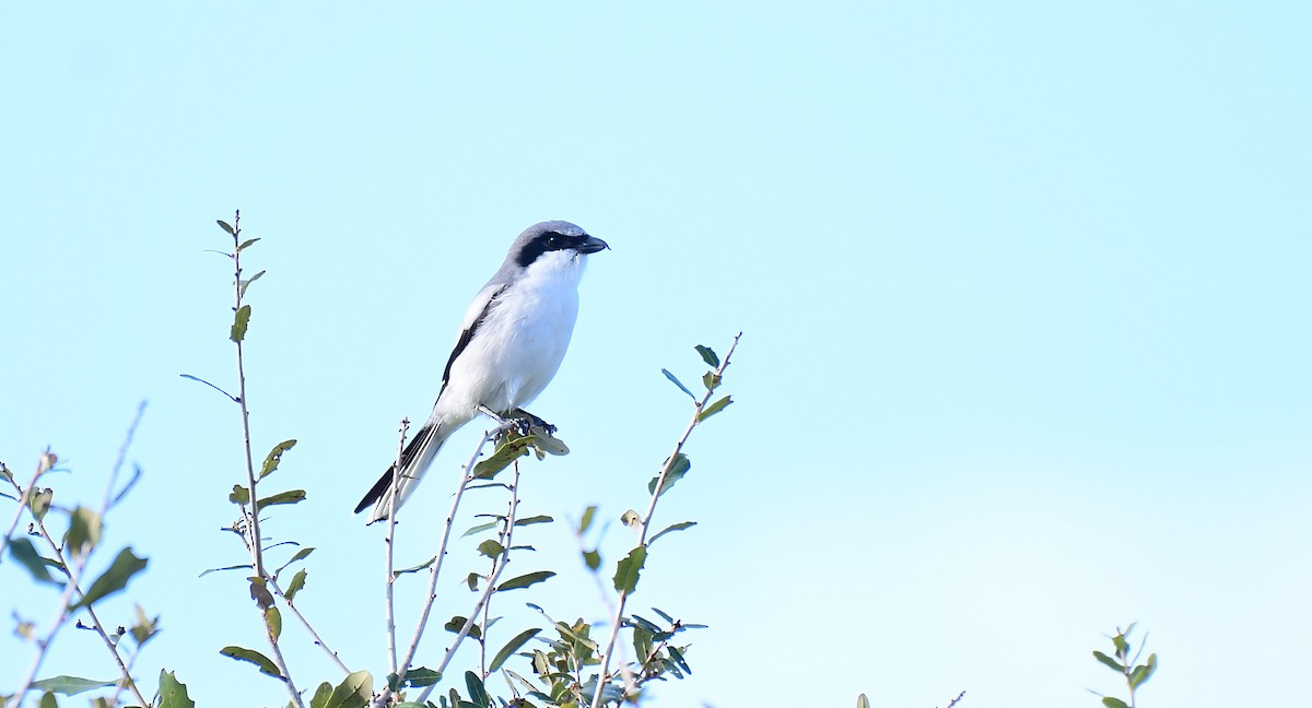 ťuhýk americký - ML644717296