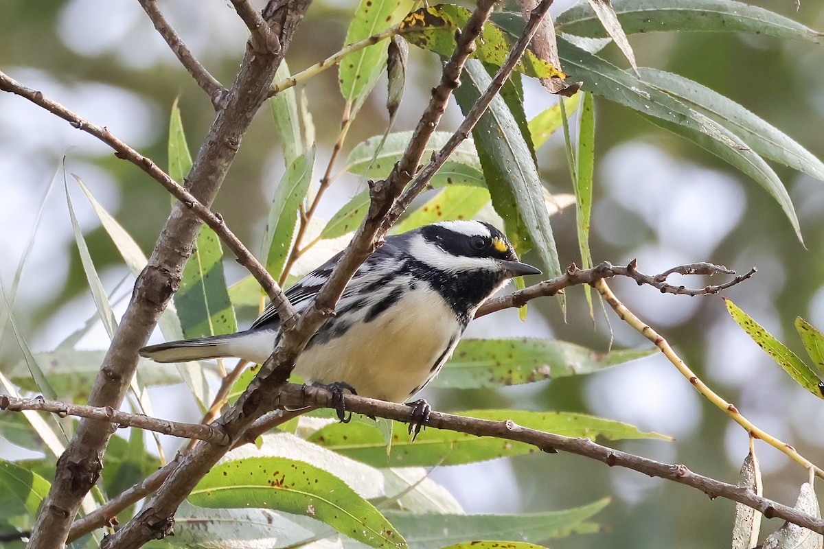 Black-throated Gray Warbler - ML644717297