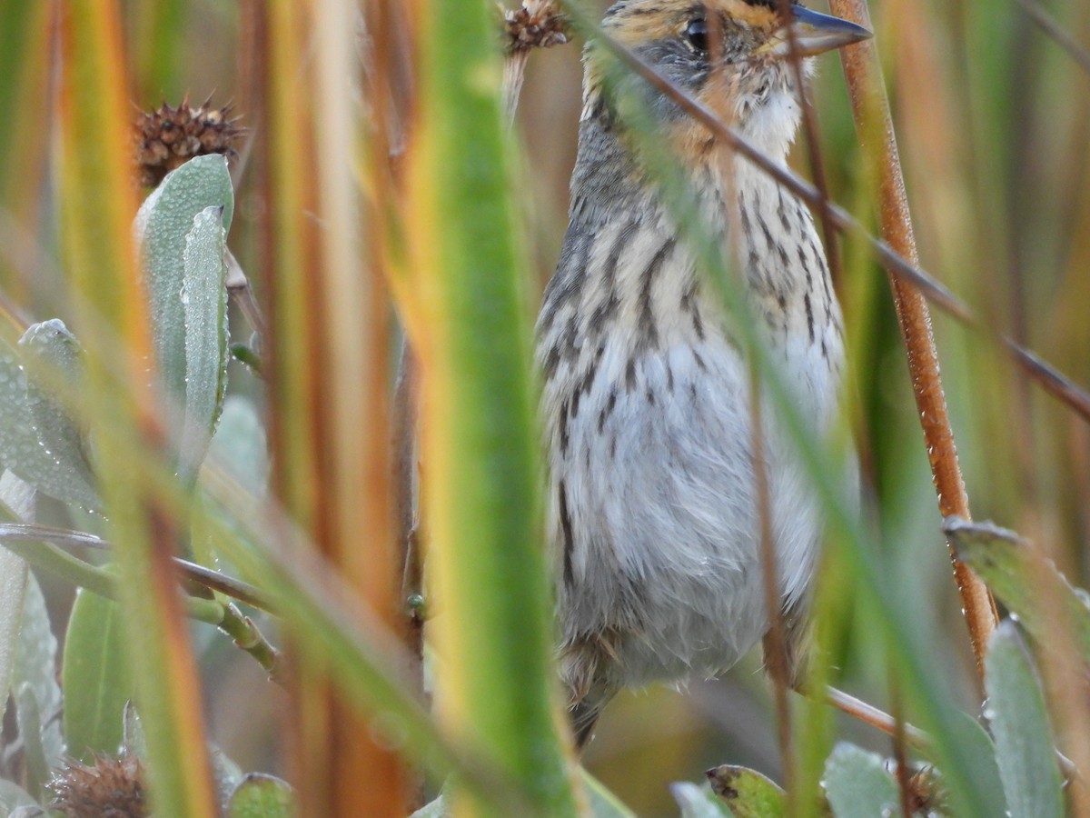 Saltmarsh Sparrow - ML644717298