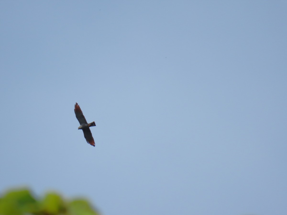 iktinie šedivá - ML644717302