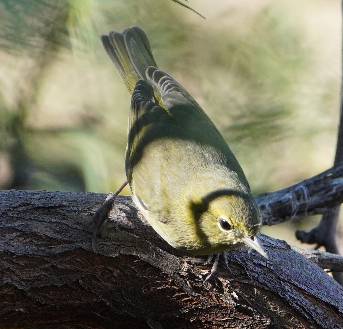 lesňáček hvězdičkový - ML644717303