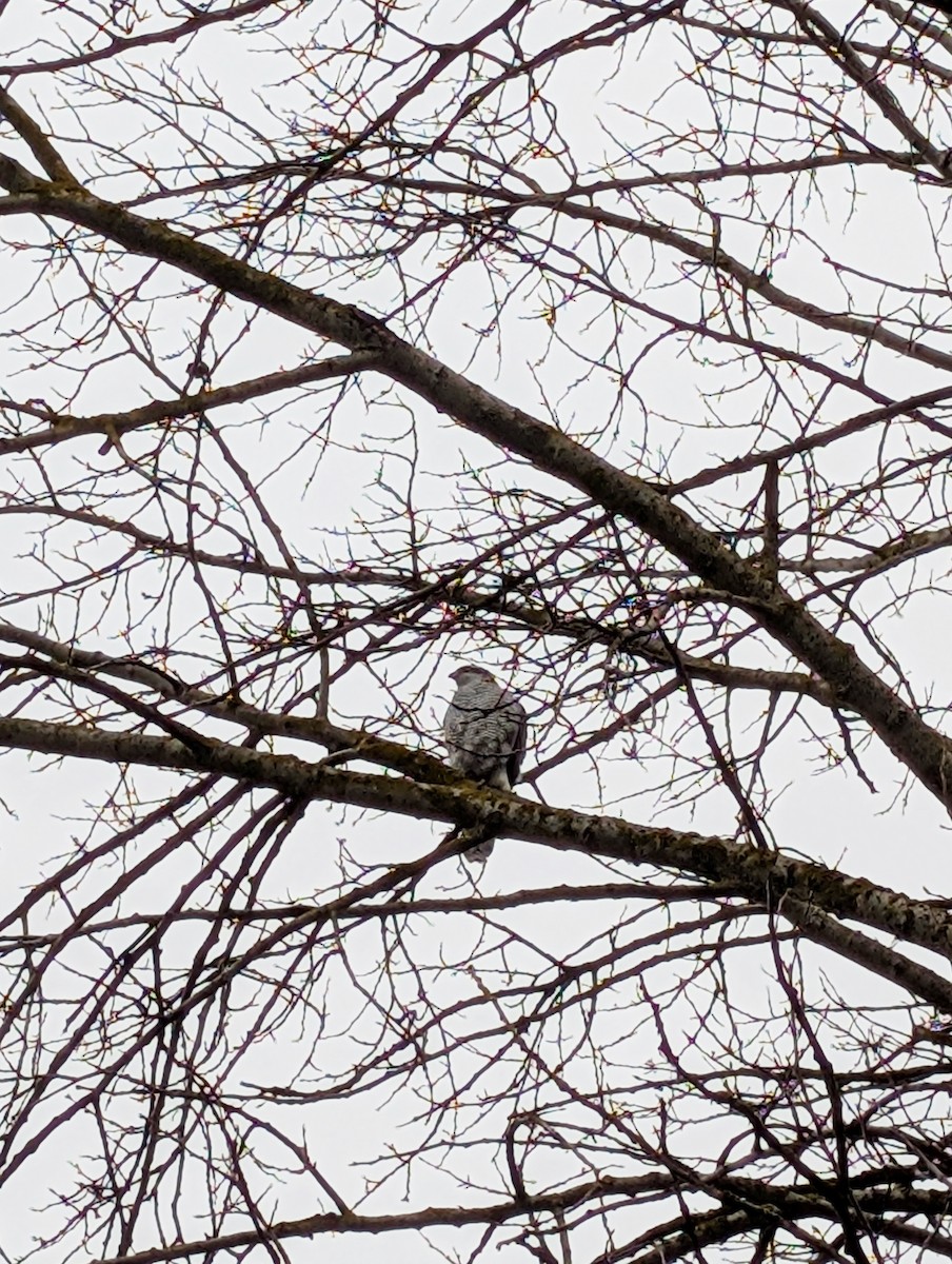 jestřáb lesní - ML644717304