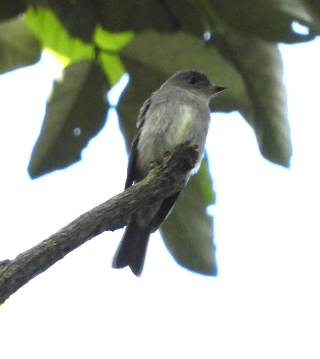 Western Wood-Pewee - ML644717305