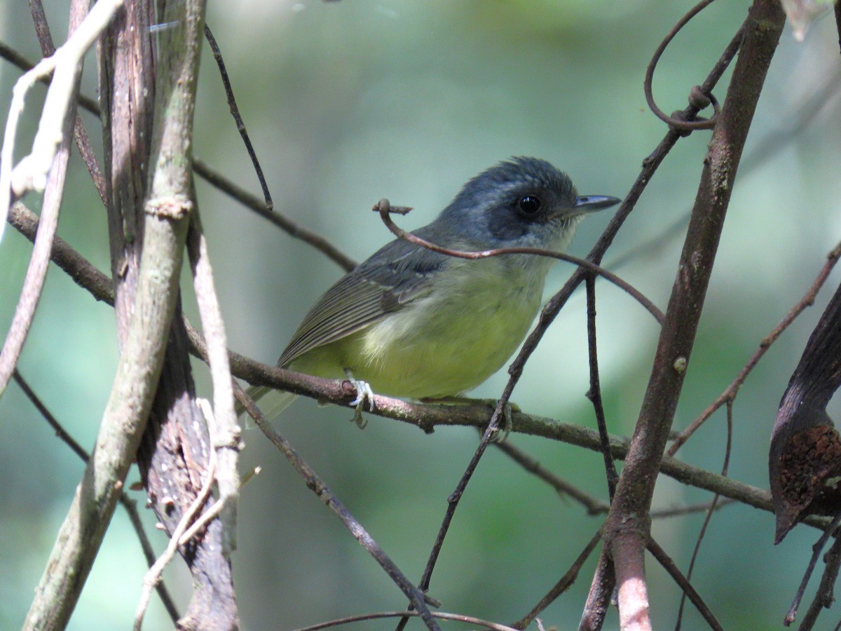 Plain Antvireo - ML644717306