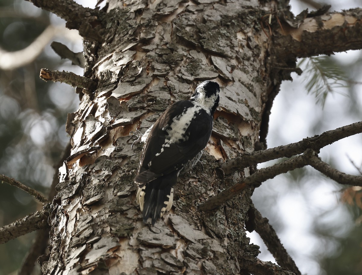 datlík smrkový - ML644717309