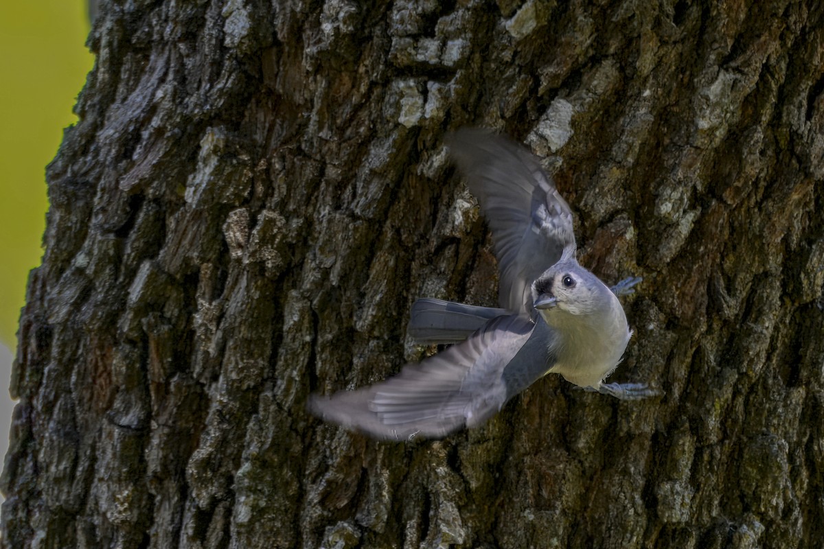 sýkora rezavoboká - ML644717310