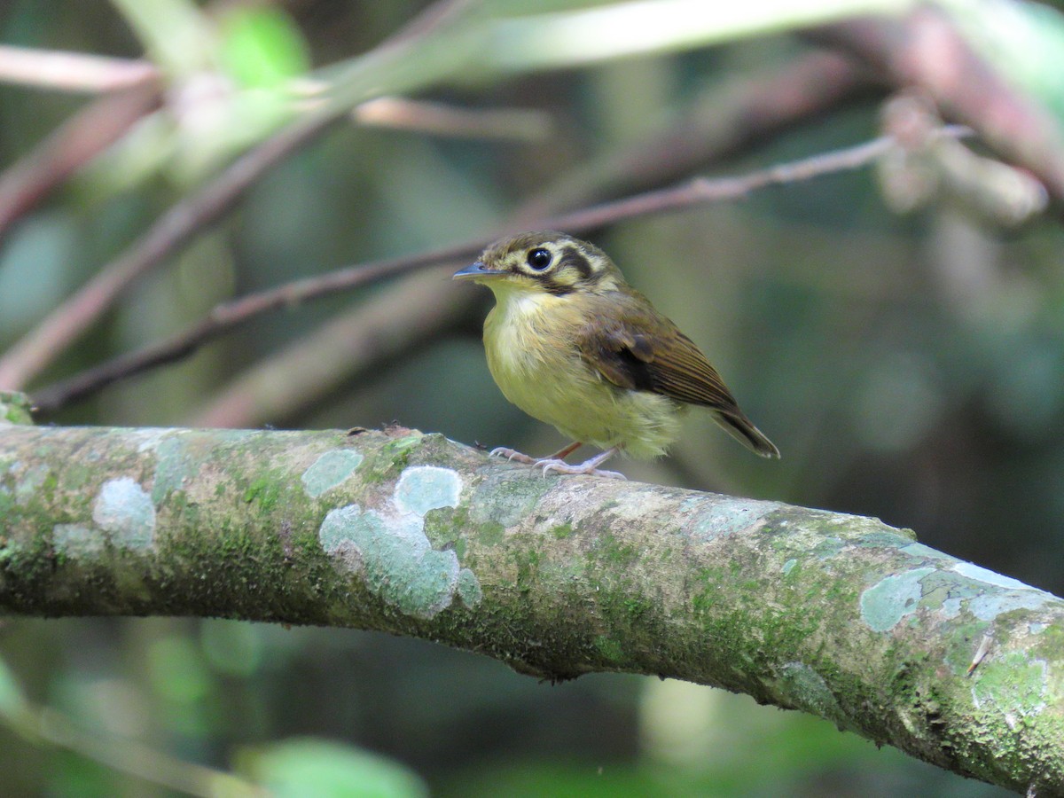 White-throated Spadebill - ML644717312