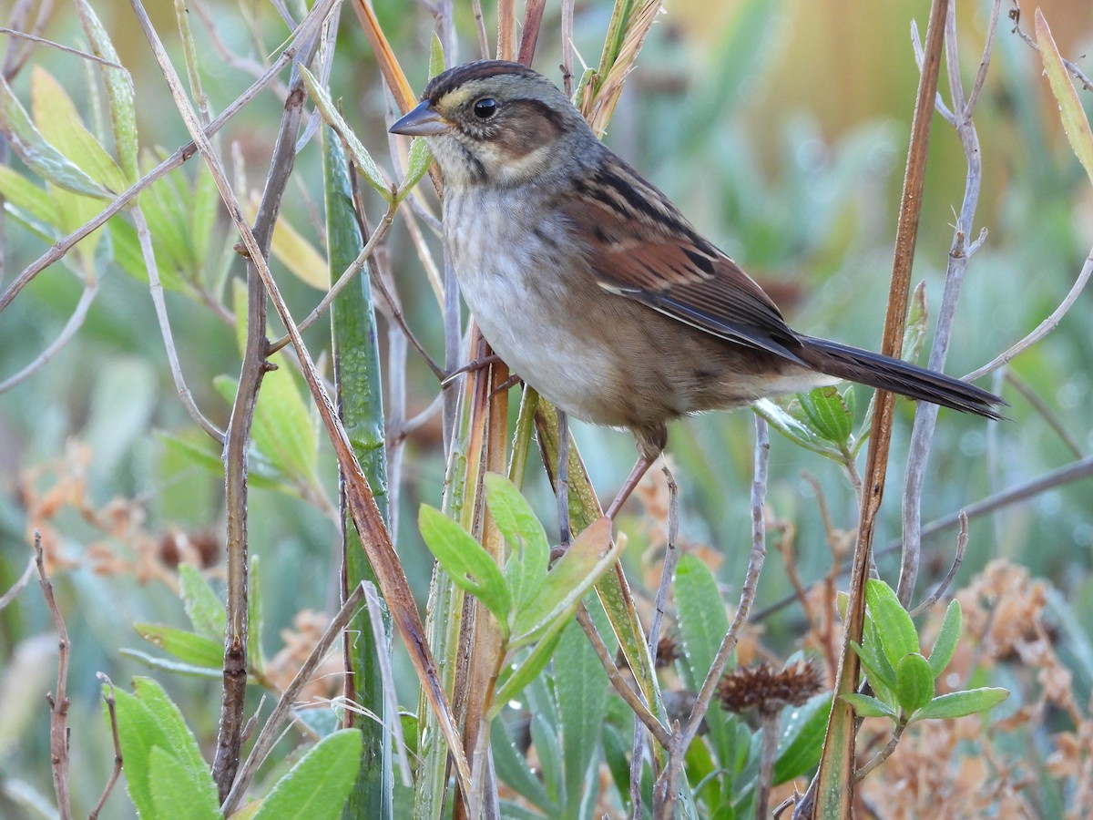 Swamp Sparrow - ML644717313