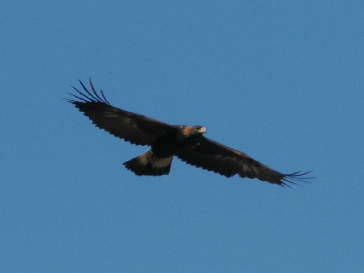 orel skalní - ML644717314