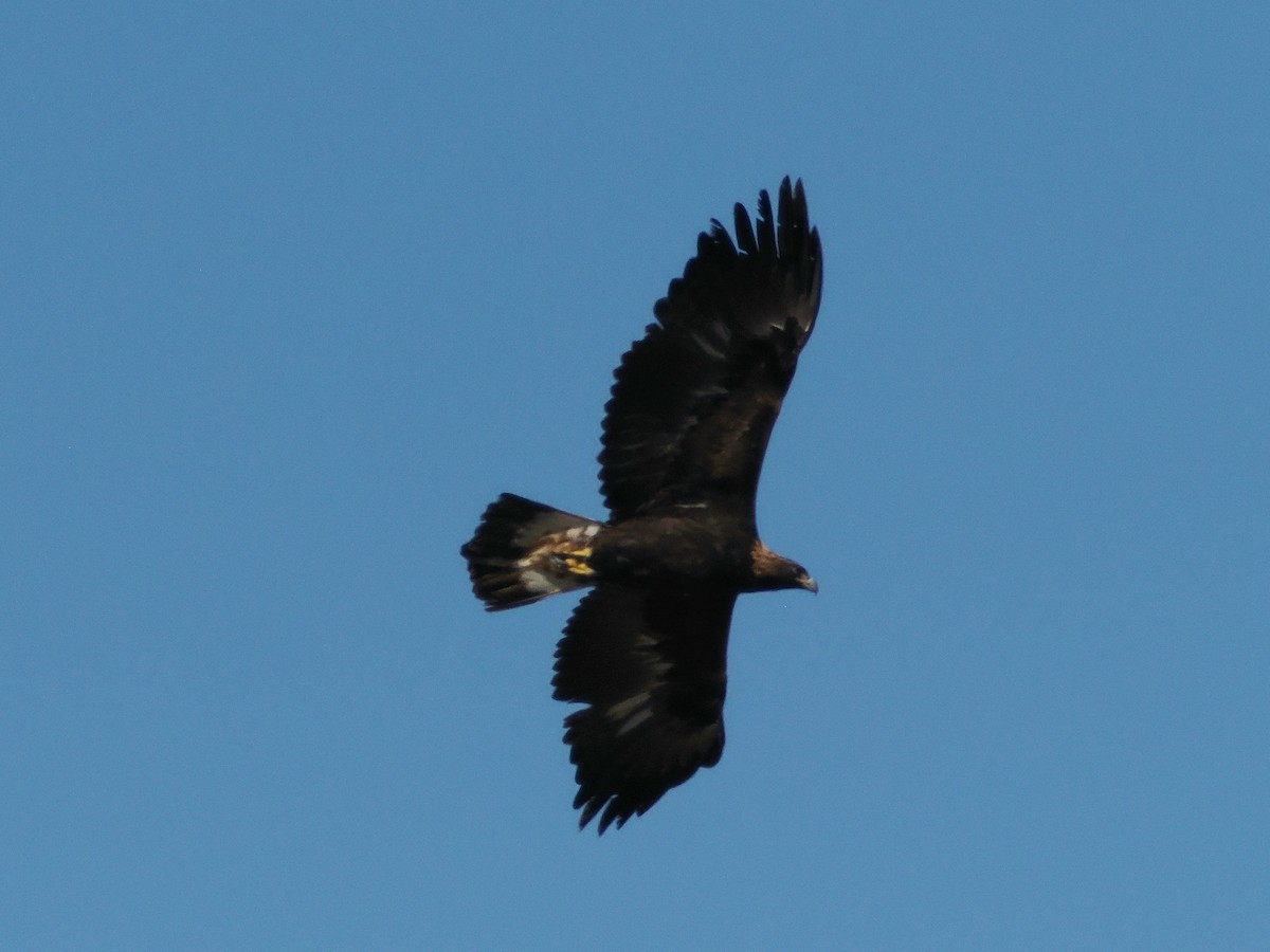 Golden Eagle - ML644717315