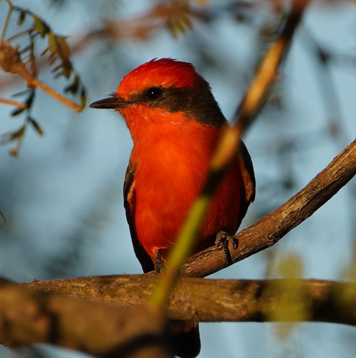Vermilion Flycatcher - ML644717337