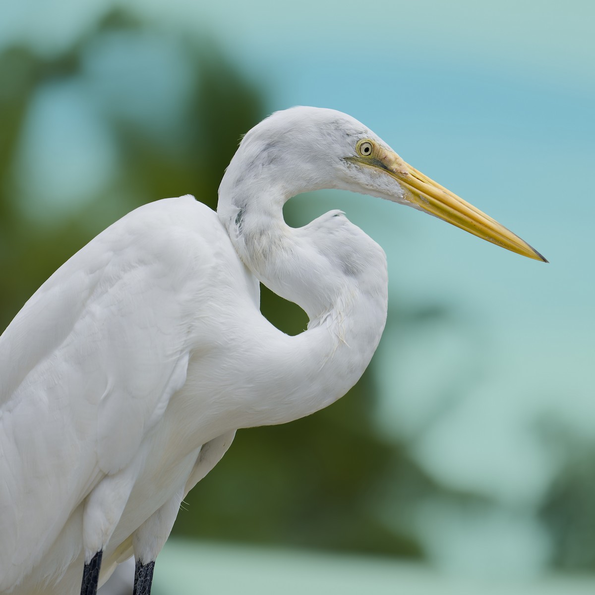 volavka velká - ML644717338