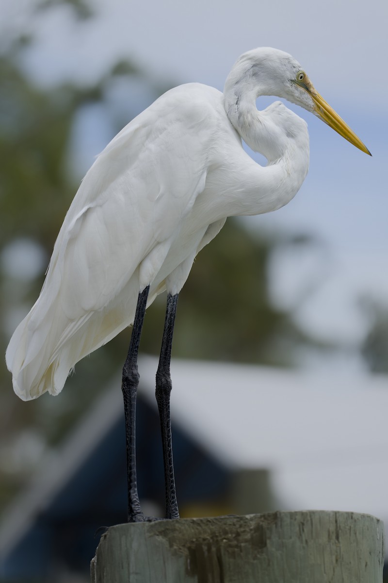 volavka velká - ML644717339