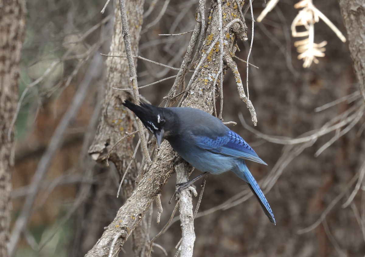 sojka Stellerova - ML644717341