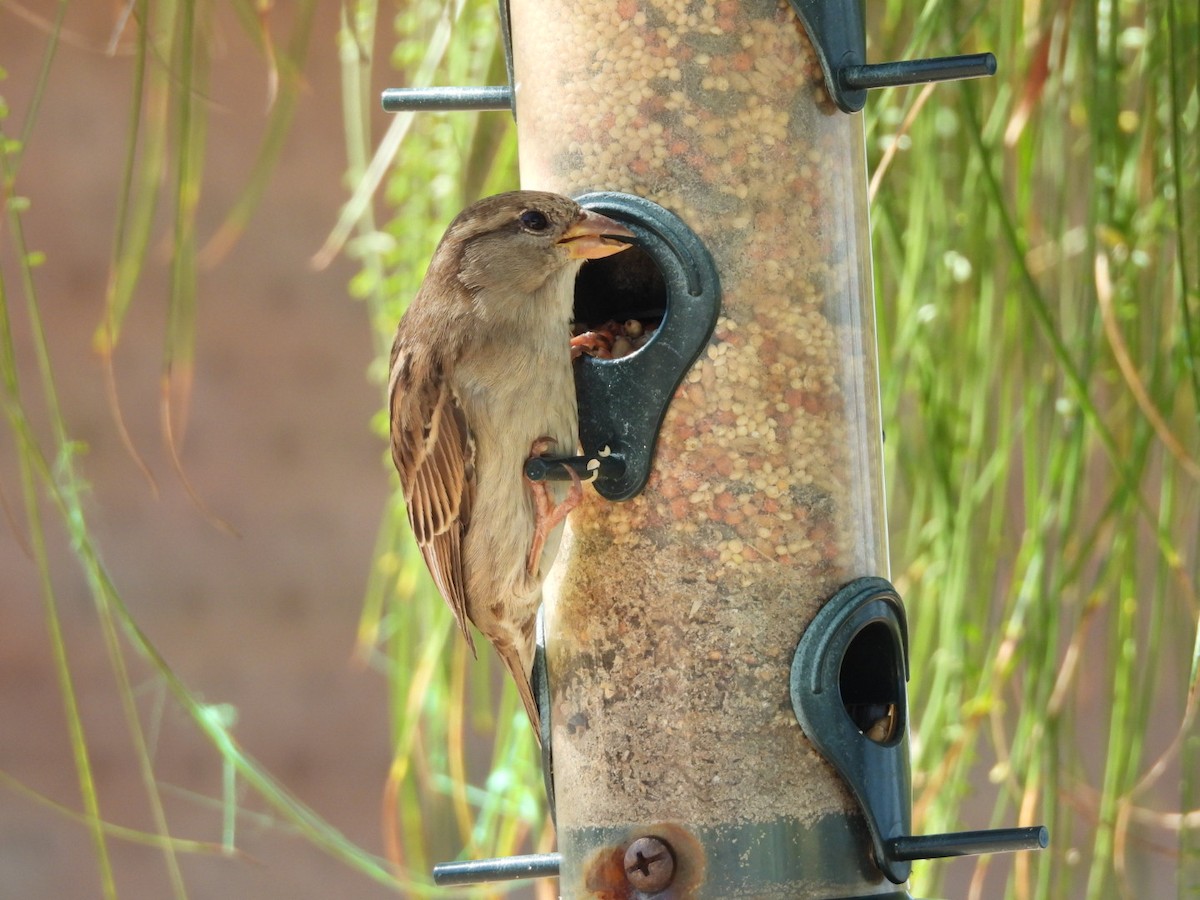 vrabec domácí - ML644717342