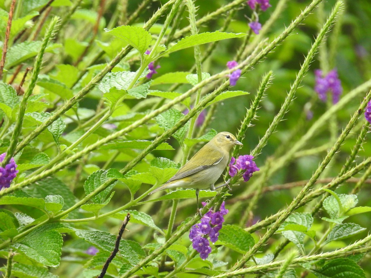 lesňáček čepičatý - ML644717344