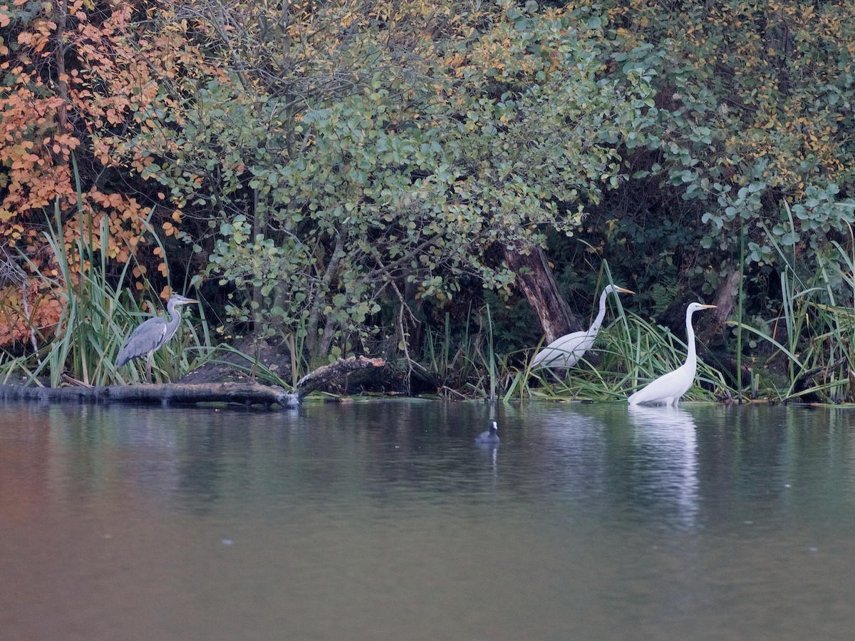 volavka bílá - ML644717347