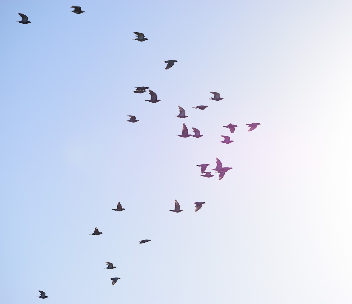 Kaya Güvercini (evcil tip) - ML644717353