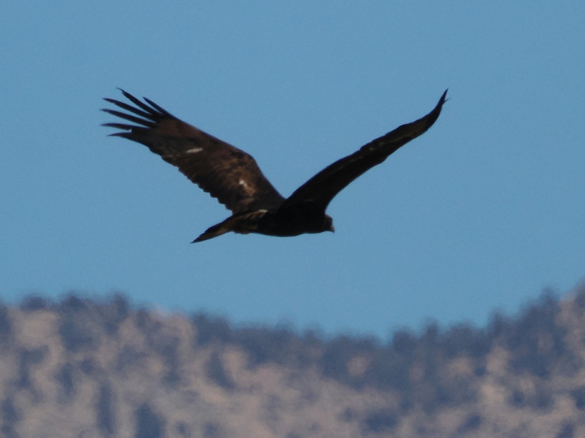 Golden Eagle - ML644717356