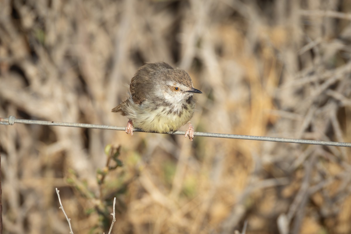 Black-chested Prinia - ML644717365