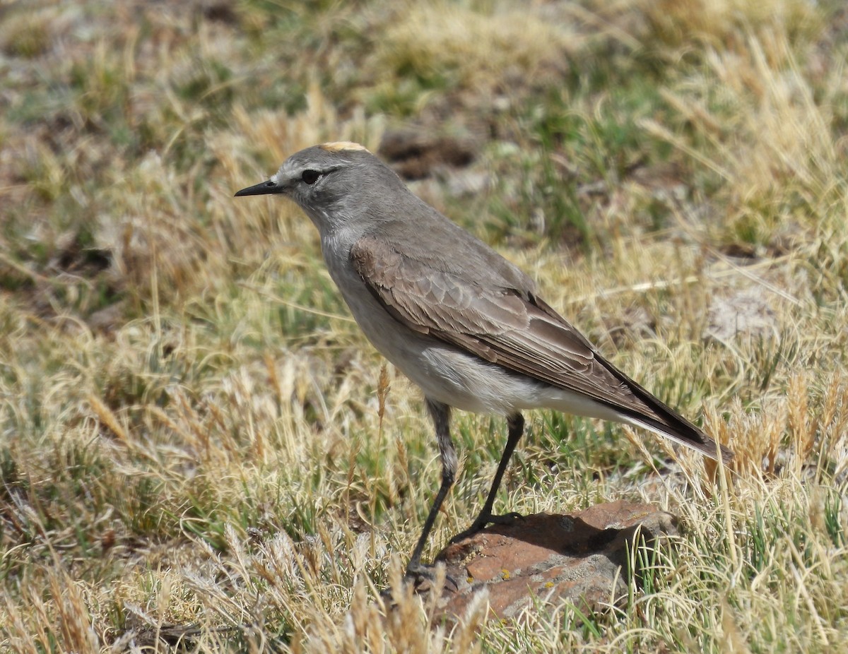Ochre-naped Ground-Tyrant - ML644717367
