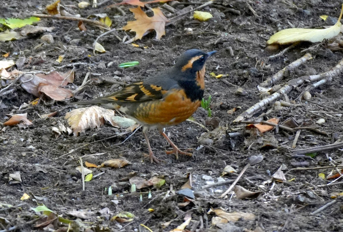 Varied Thrush - ML644717369