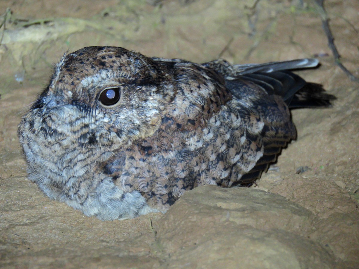 lelek nůžkoocasý - ML644717370