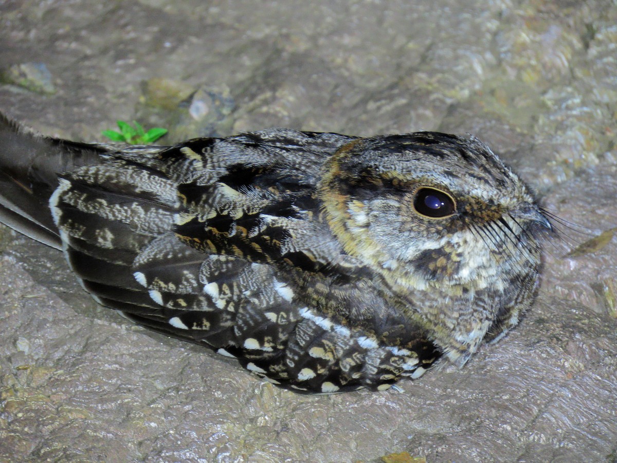 lelek nůžkoocasý - ML644717371