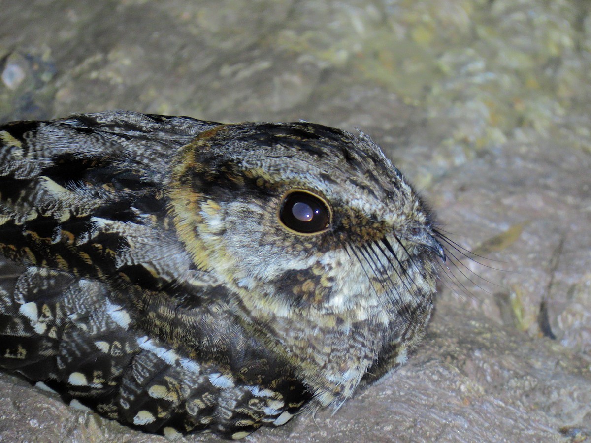 lelek nůžkoocasý - ML644717372