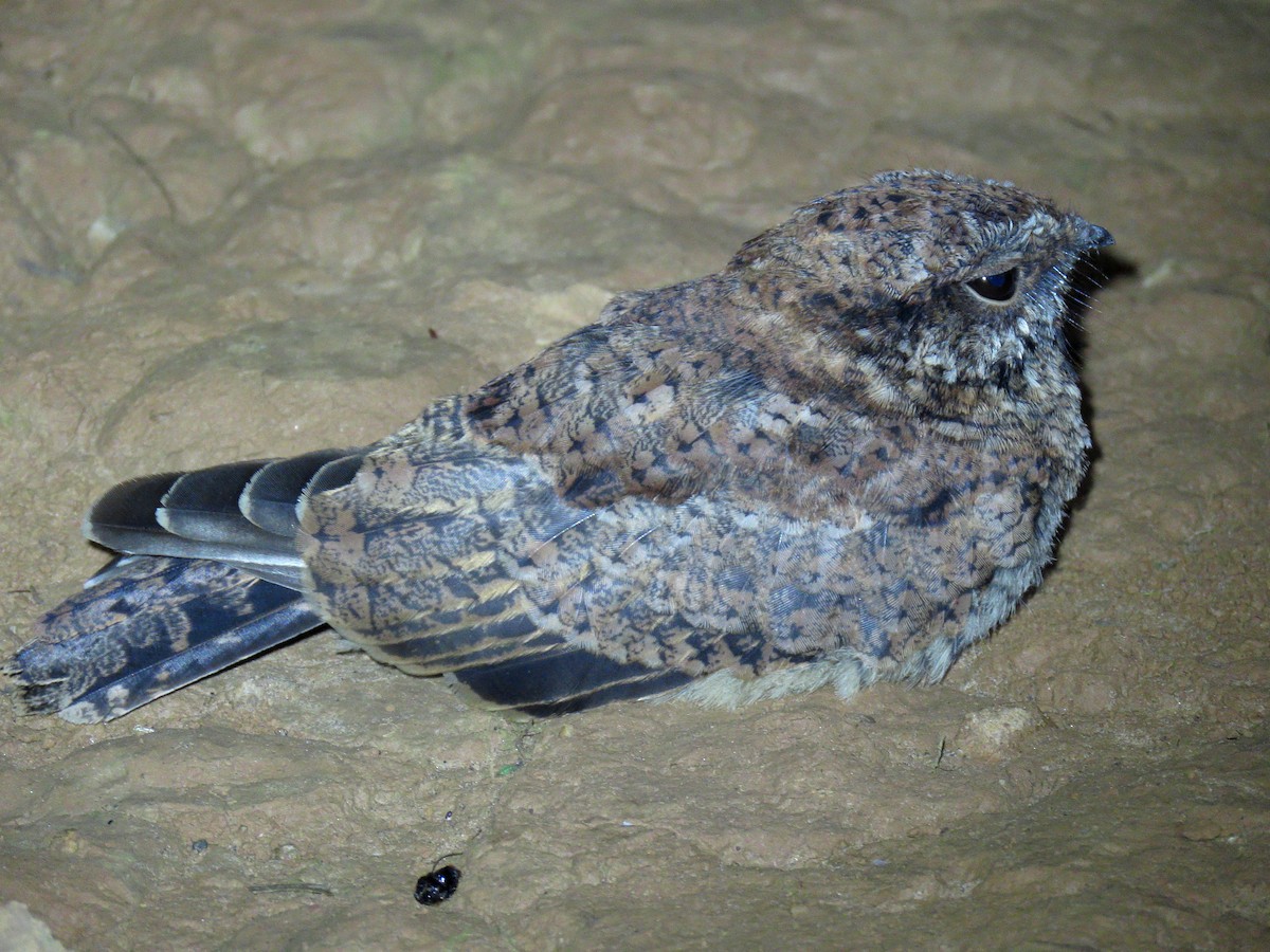 lelek nůžkoocasý - ML644717373