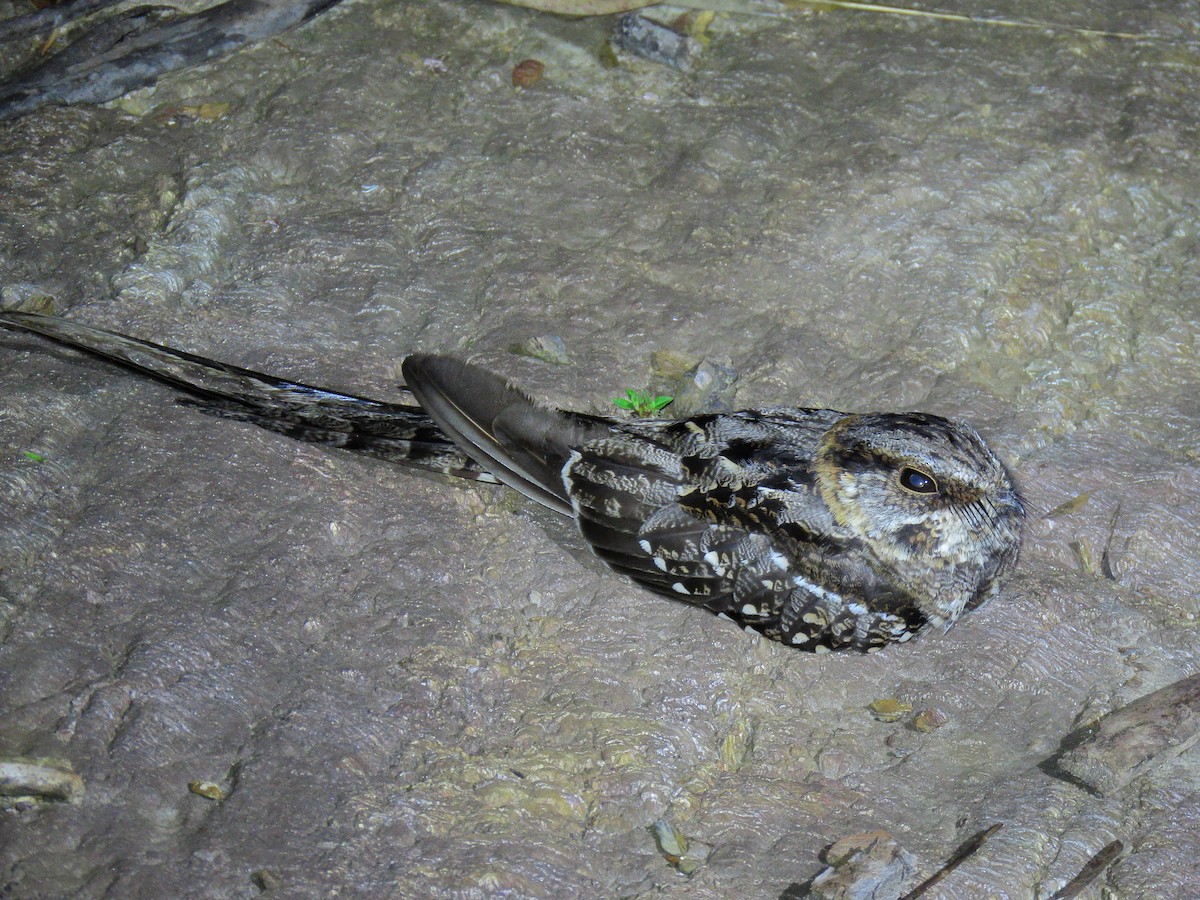 lelek nůžkoocasý - ML644717374