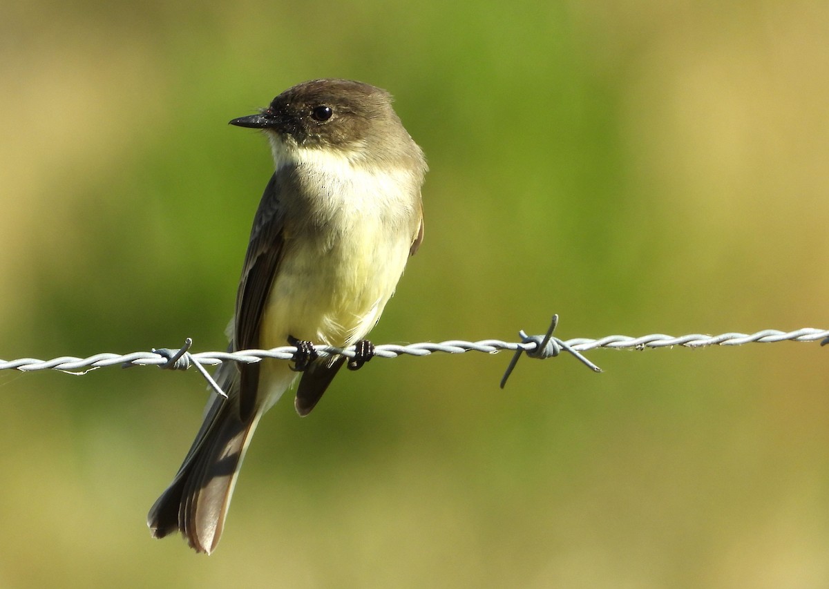 Eastern Phoebe - ML644717378