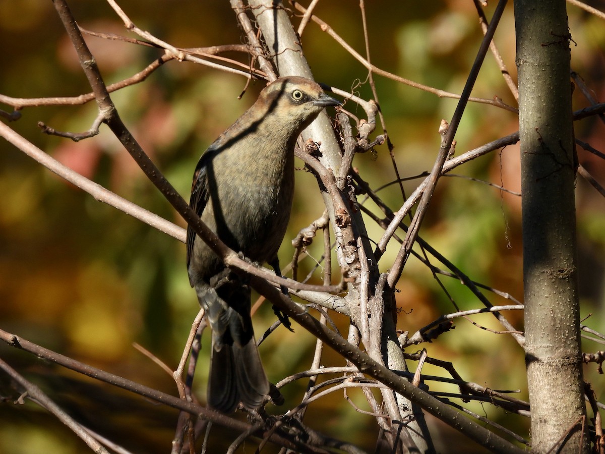 Rusty Blackbird - ML644717384
