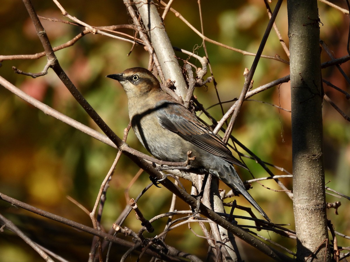 Rusty Blackbird - ML644717385