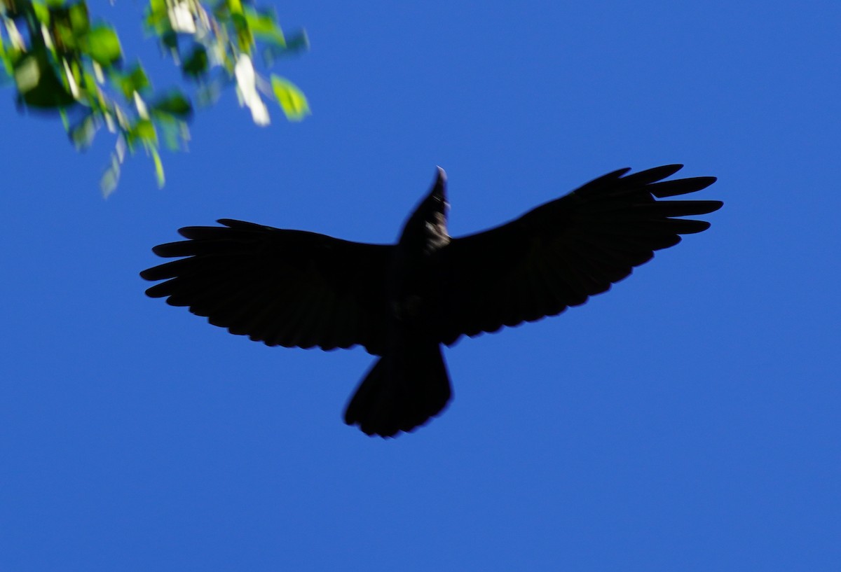 Chihuahuan Raven - ML644717388