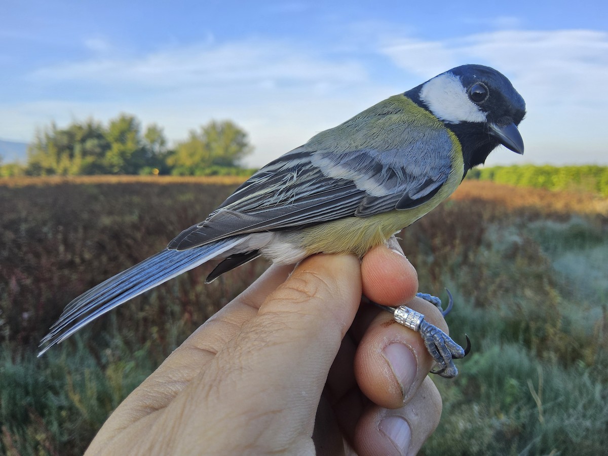 Great Tit - ML644717394