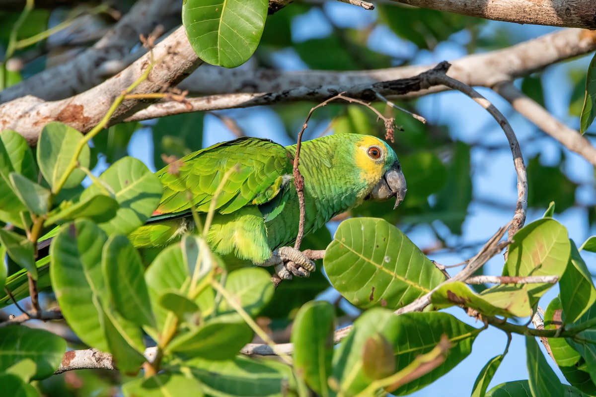 Turquoise-fronted Amazon - ML644717396
